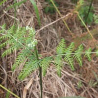 Pteridium revolutum  (Blume) Nakai